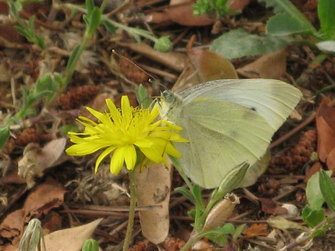 Pieris rapae